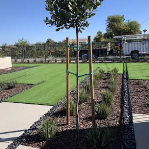Central Valley Landscape & Tree