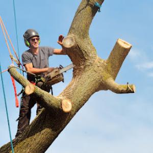 Tree Top Climbers MN