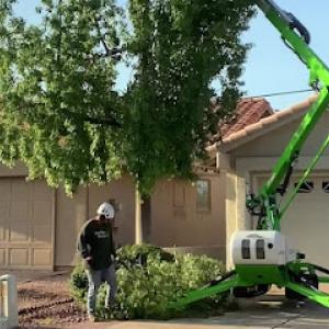 Ivy Tree Service
