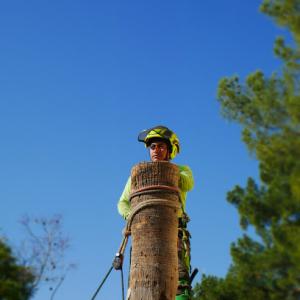 Professional Tree Monkeys