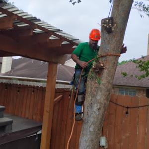 Gulf Coast Tree Removal