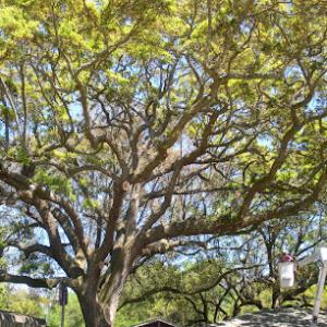 Charleston Stump Stompers & Tree Service