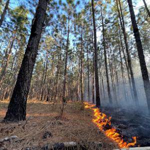 Dawsey Tree & Timber