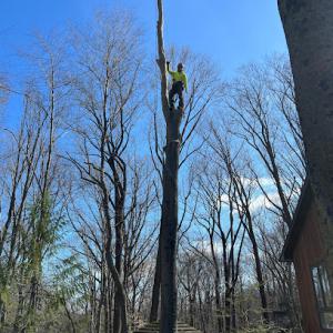 Kristian Tree Service