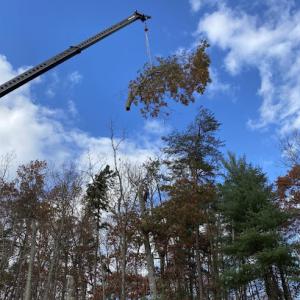 Mindful Tree Care
