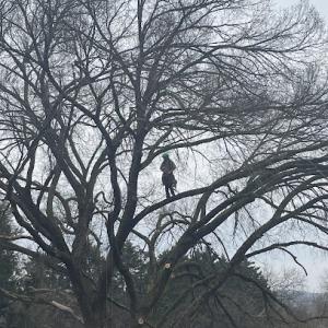 Urban Ape Tree Experts