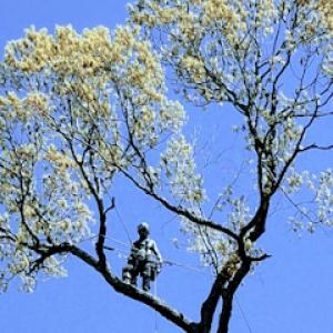 Tree Tops Tree Service