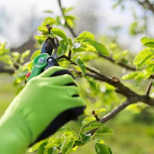 True Gen Tree Service