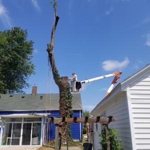 Olivias Tree Service