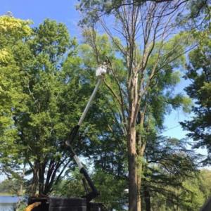 Mike's Tree Service
