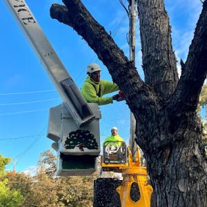 North Valley Tree Service