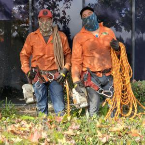 Orange County Tree Services