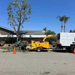 Forever Green S&G Tree Service