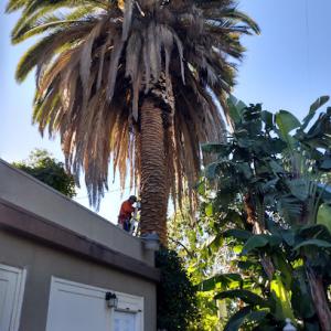 Parcero Tree Service