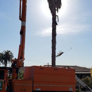 Escobar Tree Service & Stump Grinder