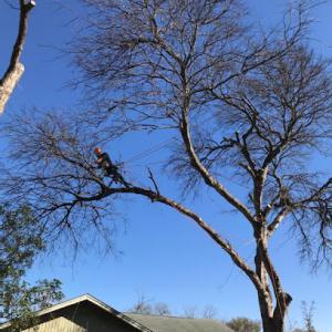 Freedom Tree Service