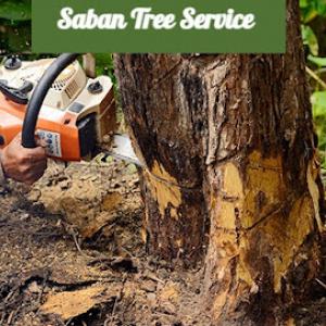 Saban Tree Service - Tree Maintenance Service New Braunfels TX, Tree Service Company, Tree Contractor