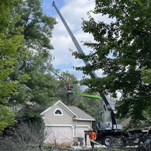 Forest Stump Tree Service