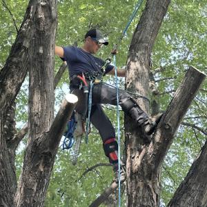 Sands Stump Grinding & Tree Service