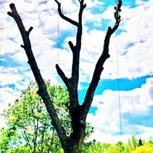 Lee Gregory Climbing Arborist