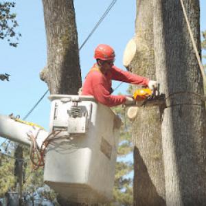 Omar & Brothers Tree Service