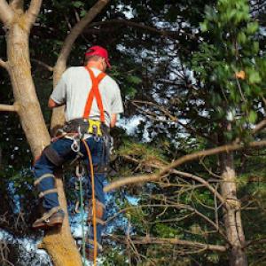 Independence Tree Care