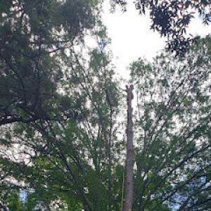 Triangle Tree Services