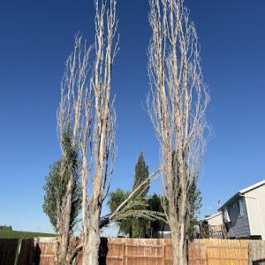 Three Peaks Tree & Stump Removal
