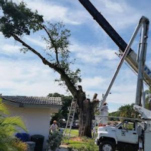 The Palms Tree Service