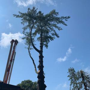 Branching Out Tree Care