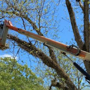 Rutledge Tree Service