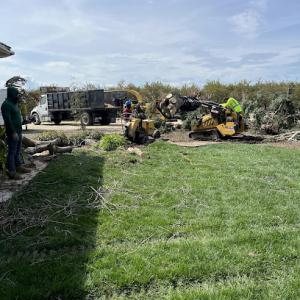 Mendez Brothers Tree Service