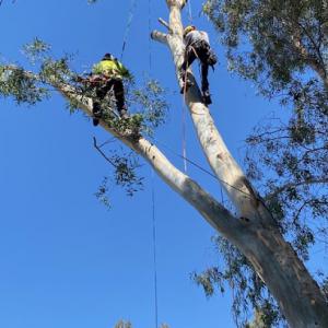 Forrest Wood Tree Service