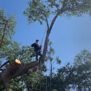 Arbor Master Tree & Landscape