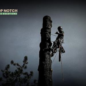 Top Notch Tree Solutions