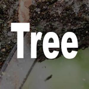 Castillo Tree Service