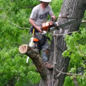 Cevet Tree Care
