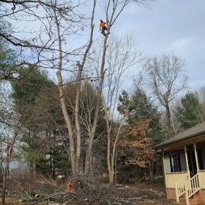 Celso's Tree Service