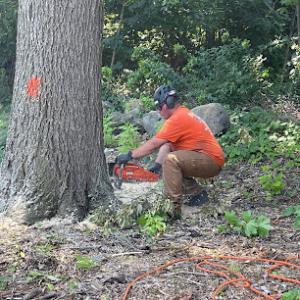 Tower Tree Service
