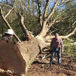 Hollar Brothers Tree Services