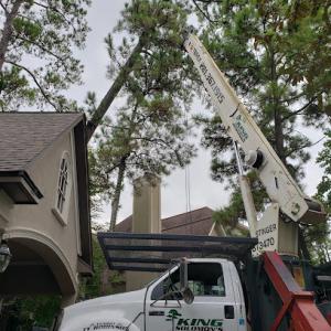King Solomon's Tree Service