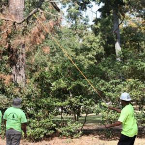 Southeast Texas Tree