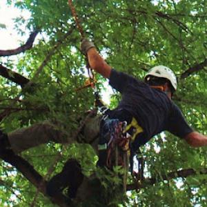 Four Season Tree Service