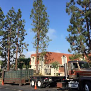 Supreme Tree Experts - Huntington Beach Tree Service