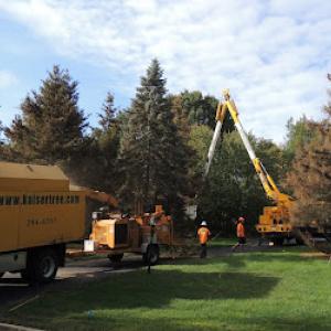 SavATree - Tree Service & Lawn Care