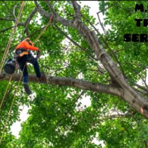 M.S.A Tree Service