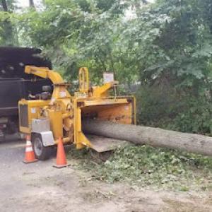 Treemax Expert Tree Service