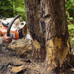 Silver City Tree Service