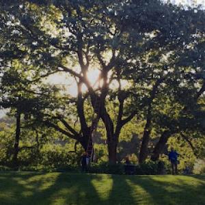 Les Arbres Tree Service & Fine Gardening