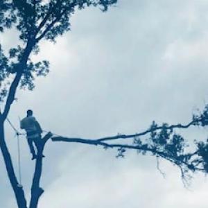 Above & Beyond Tree Service